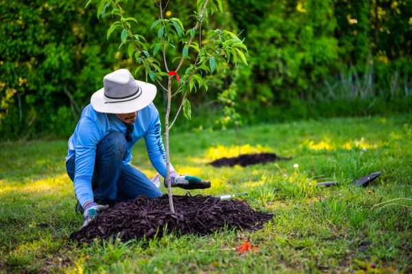 Optez pour un mode de vie végétalien : 10 raisons incontournables pour préserver notre planète